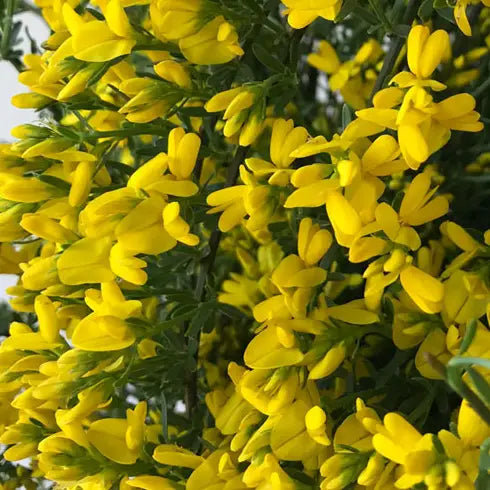 Genêt de Lydie (Genista Lydia)