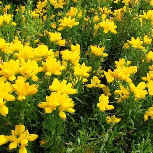 Genêt d’Espagne (Genista hispanica)