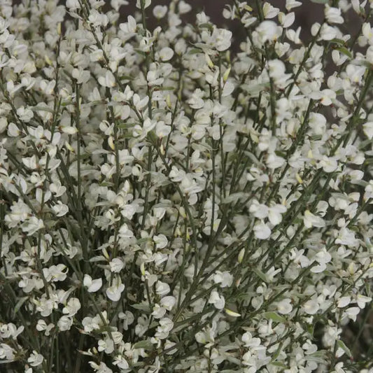 Genêt précoce blanc (Cytisus praecox ‘Alba’)