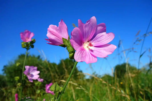 Géranium ingwersen