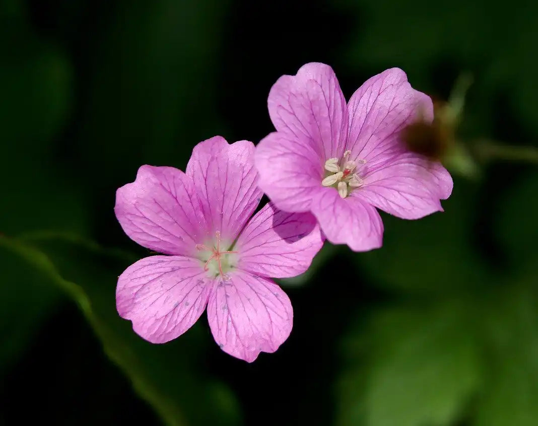 Fleur rose du géranium Ingwersen