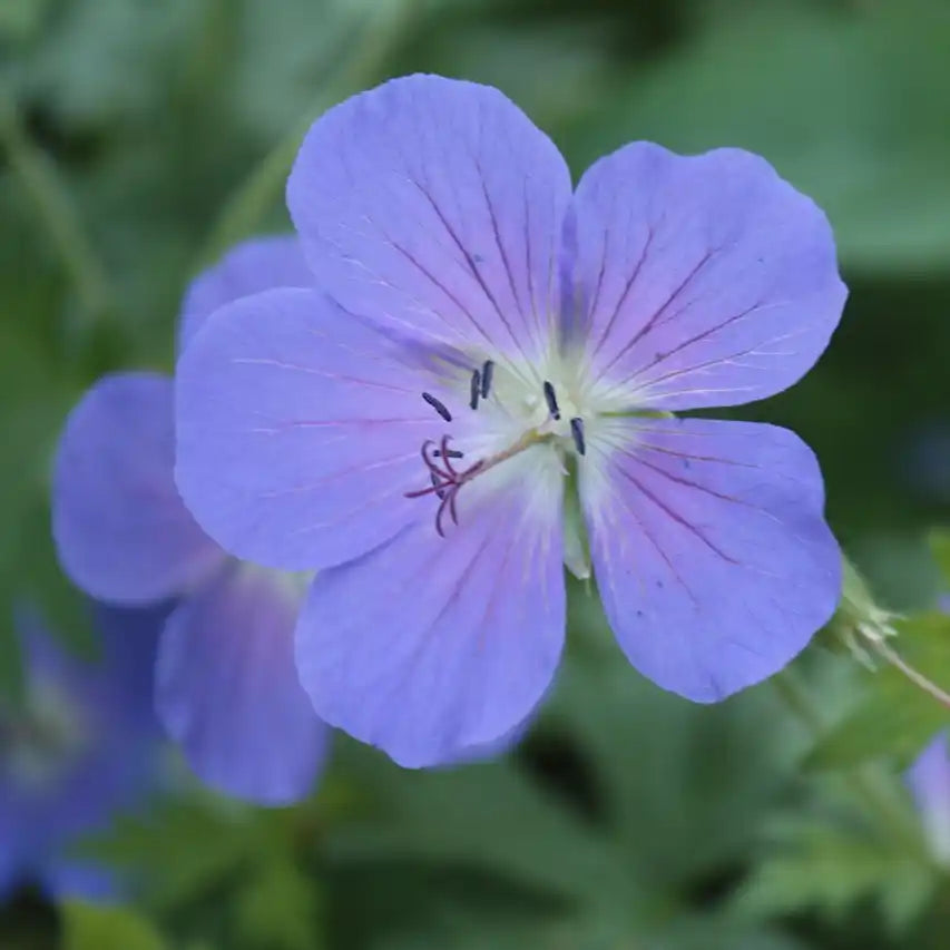 Geranium Johnson Blue