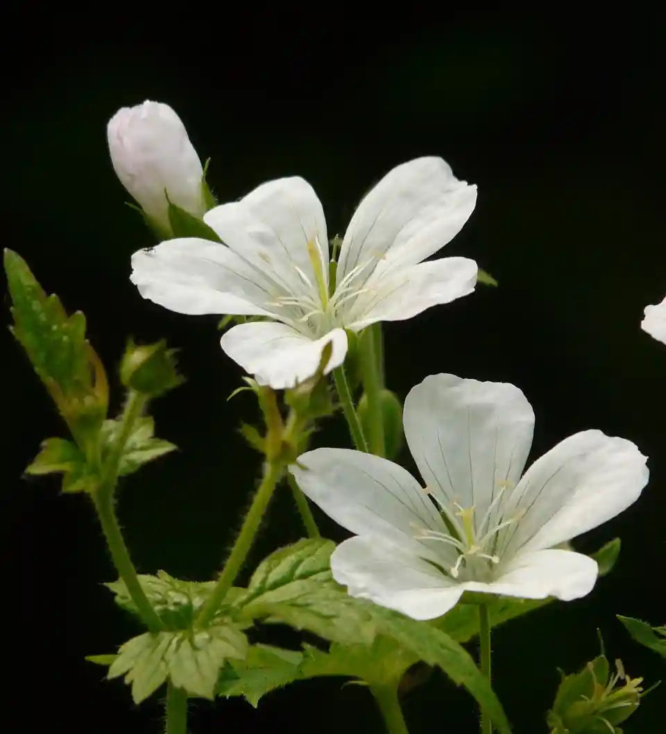 Geranium sanguineum Album et ses fleurs blanches