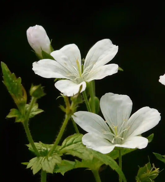 Geranium sanguineum Album et ses fleurs blanches