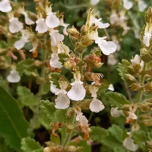 Germandrée alba (Teucrium chamaedrys Alba)