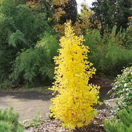 Ginkgo biloba "Blagon"