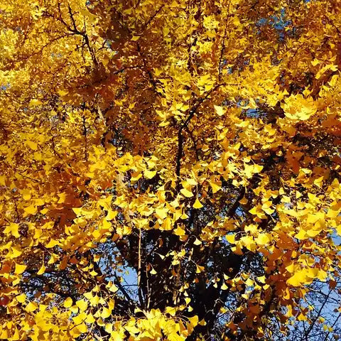 Ginkgo biloba et ses feuilles jaunes