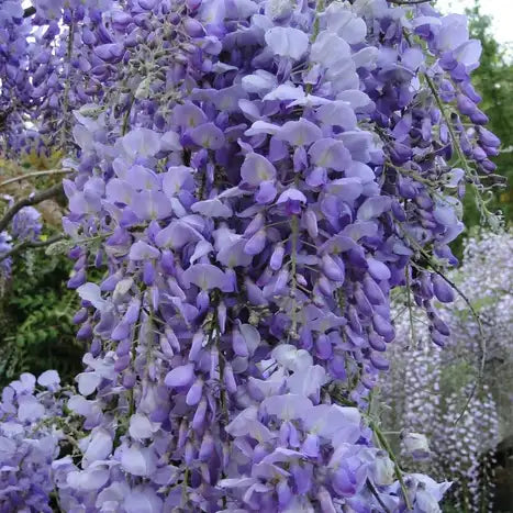 grappes de fleurs bleues de la glycines de Chine