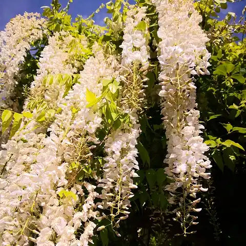 Glycines du Japon à fleurs blanches en pleine floraison