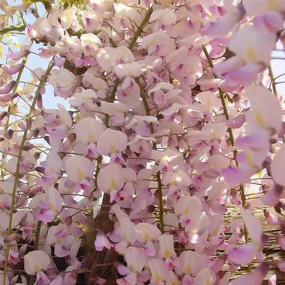 grappes de fleurs roses de la glycine du Japon