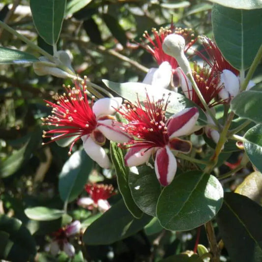 Goyavier du Brésil (Feijoa)