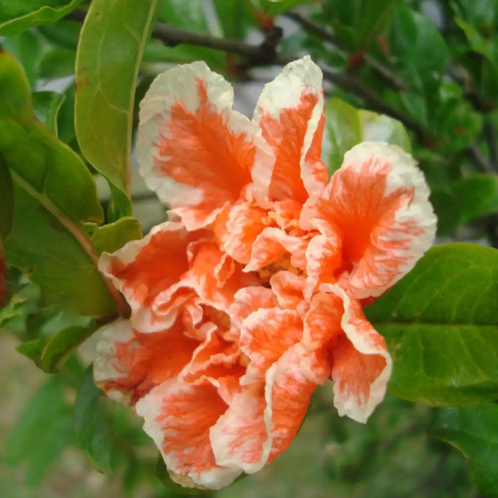 Fleurs orange doubles du grenadier legrelliae (punicum granatum)
