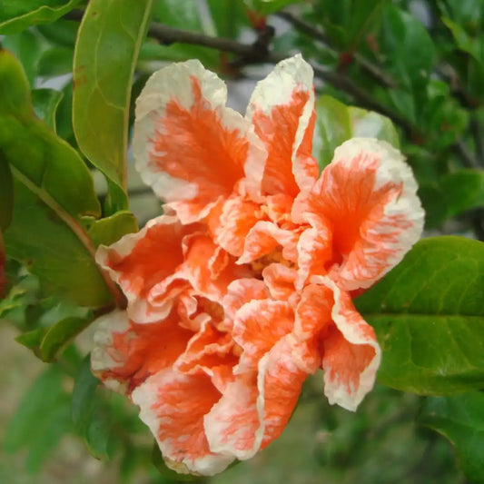 Fleurs orange doubles du grenadier legrelliae (punicum granatum)