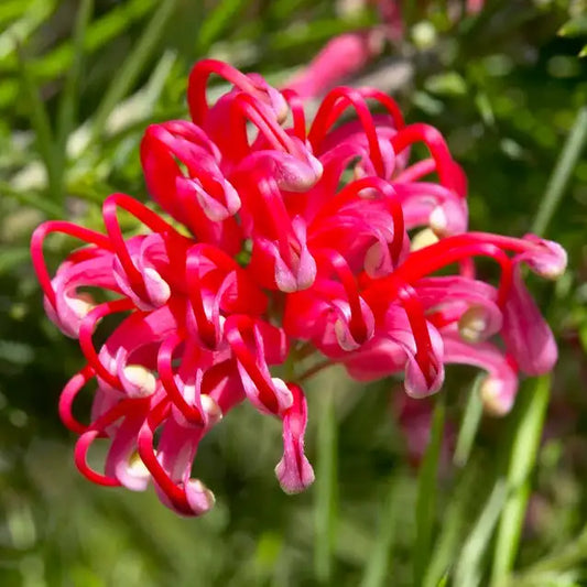Grévillée à feuilles de genévrier (Grevillea juniperina)