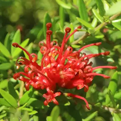 Grévillée ‘New Blood’ (Grevillea juniperinea New Blood®)