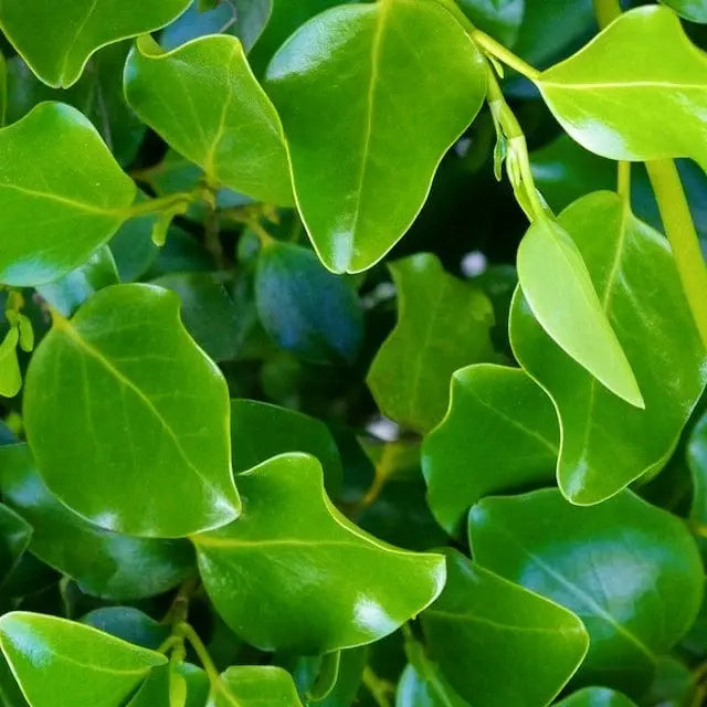 haie de griseline du littoral (griselinia littoralis)