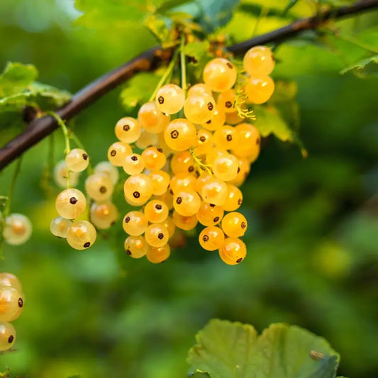 Groseiller à grappes blanches Versaillaise