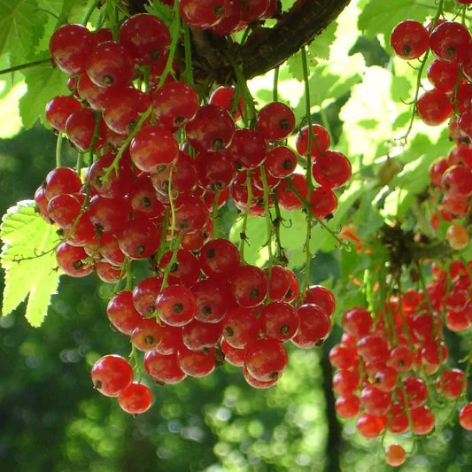 Groseiller à grappes rouges Versaillaise