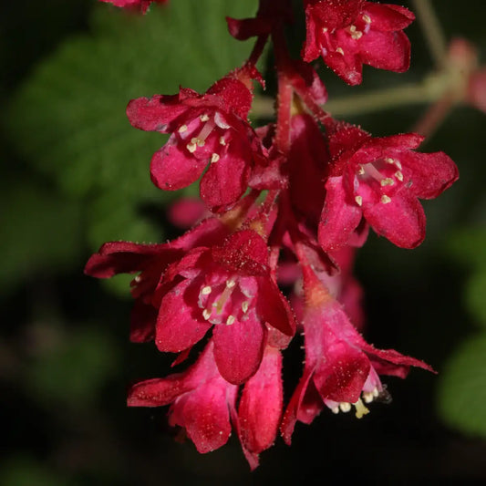 Groseillier à fleurs 'Pulborough Scarlet' (Ribes sanguineum 'Pulborough Scarlet')