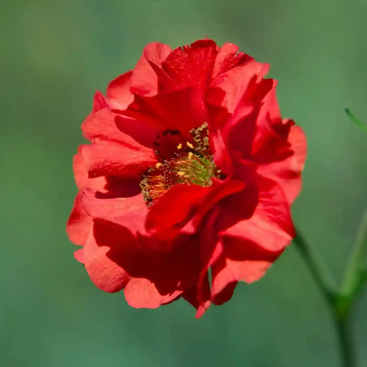 Fleur rouge de l'hélianthème 'Cerise Queen'