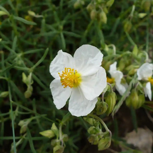 Fleur blanche à coeur jaune de l'hélianthème 'The Bride'