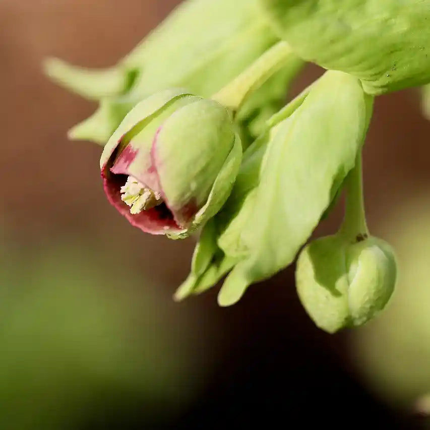 Fleur de l'hellébore foetidus, verte avec liseré pourpre