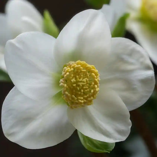 Fleur blanche de l'hellébore niger