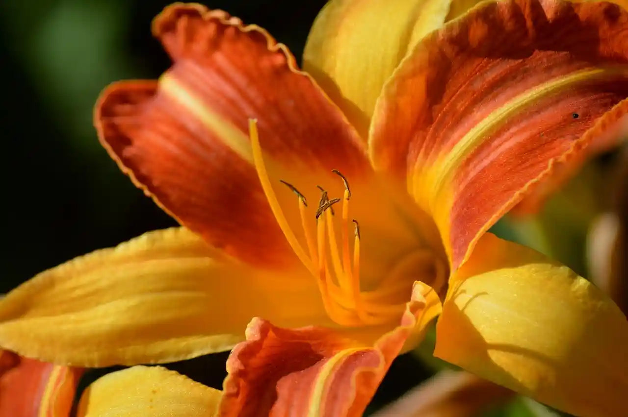 Fleur jaune et orange de l'hemerocalle (Hemerocallis) Frans Hals