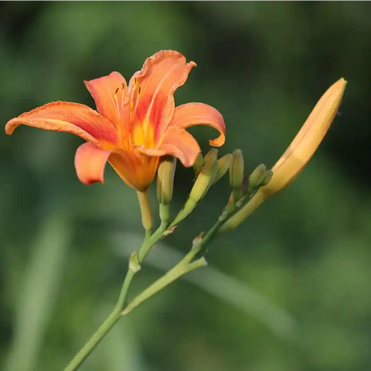 Fleur orange de l'hémérocale