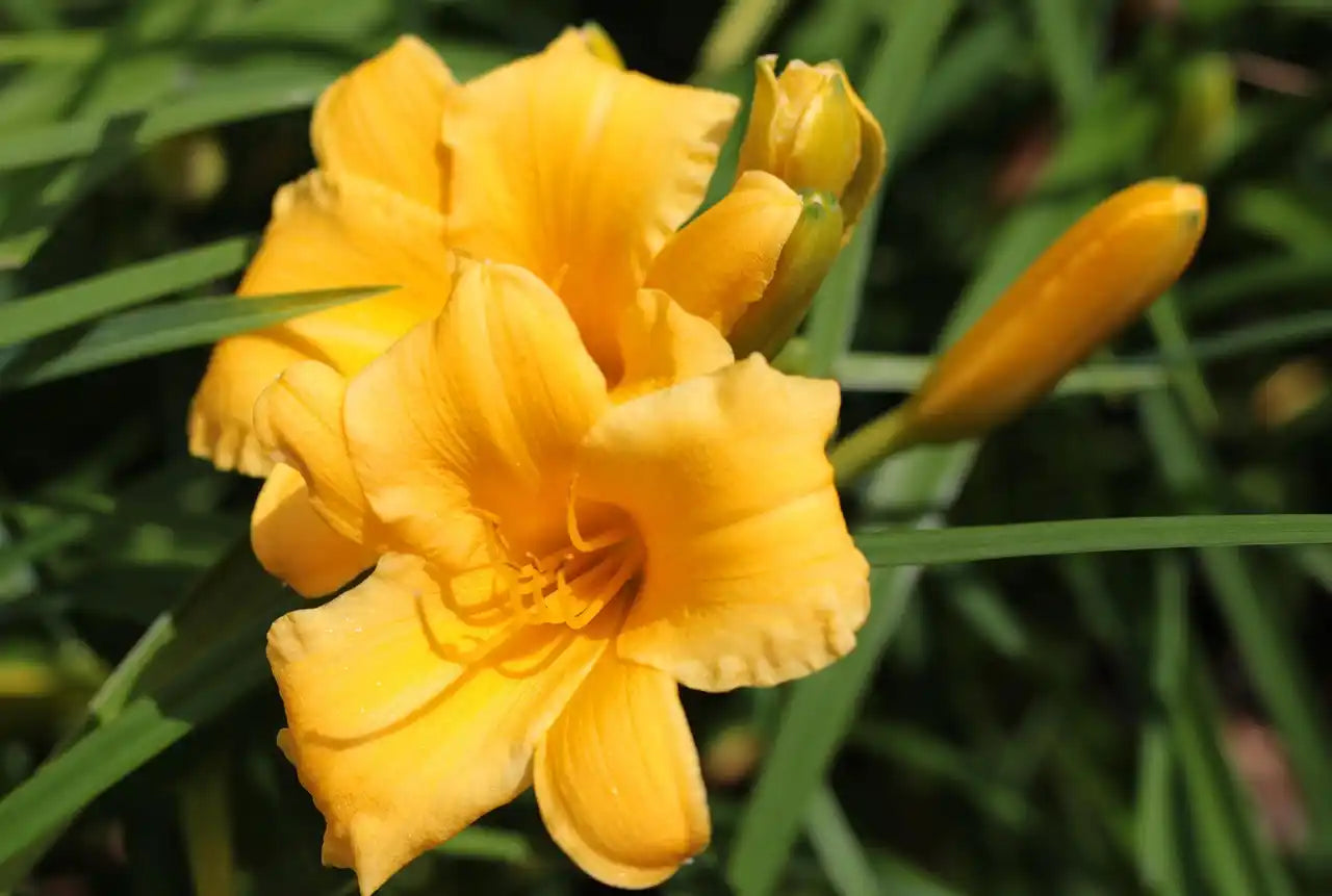 Fleur jaune de hemerocalle (hemerocallis) Stella De Oro