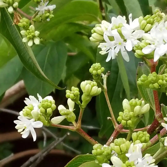 Arbre aux sept fleurs (Heptacodium miconioides)