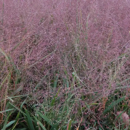 Herbe d'amour (Eragrostis spectabilis)