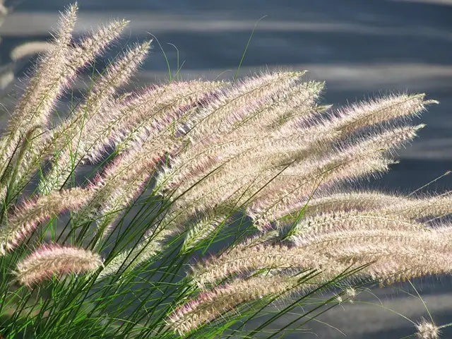 Pennisetum "Hameln"