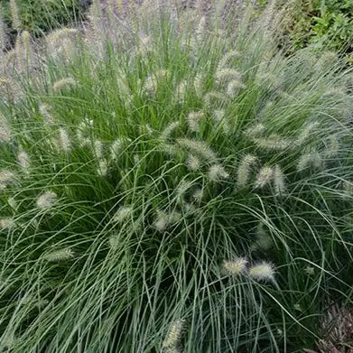 Pennisetum "Little Bunny"