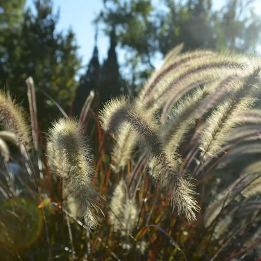 Pennisetum alopecuroides