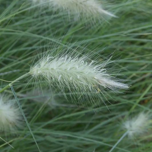 Herbe aux écouvillons (Pennisetum villosum)