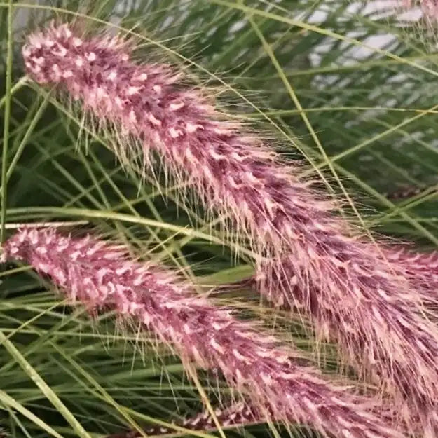 épis roses du pennisetum 'Red Head'