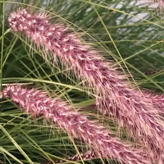 épis roses du pennisetum 'Red Head'