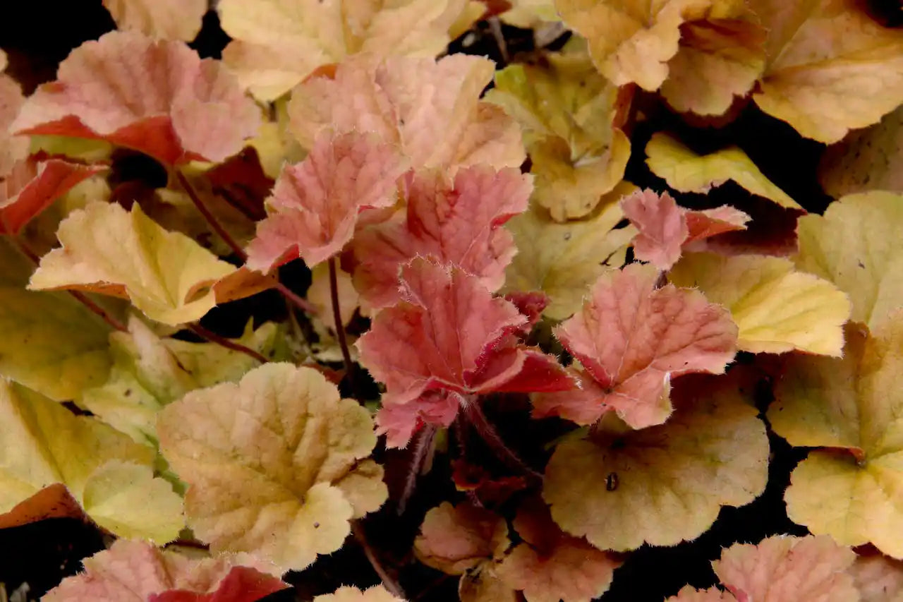 Heuchere (heuchera) Blondie Little Cutie