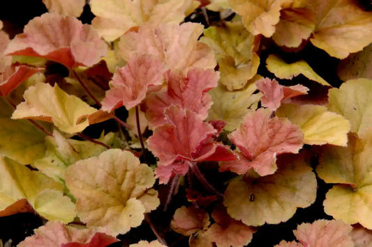 Heuchere (heuchera) Blondie Little Cutie