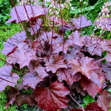 Heuchère "Palace Purple"