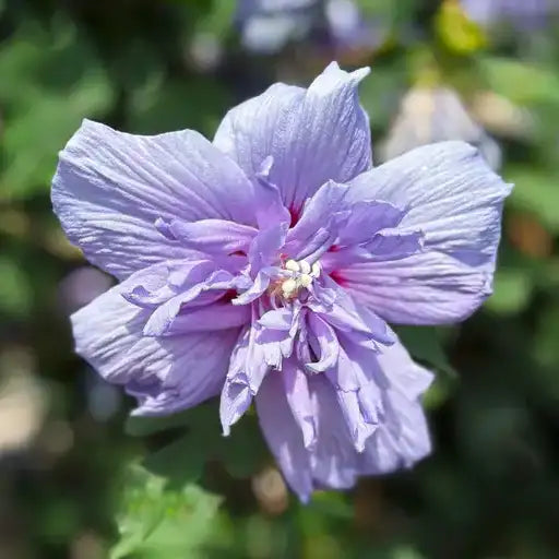 Hibiscus Blue Chiffon, fleurs bleurs