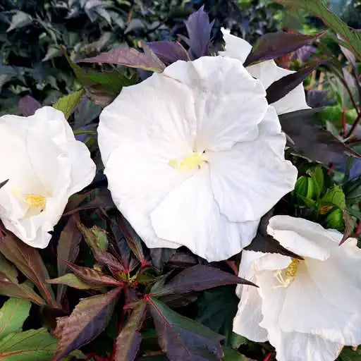 Hibiscus caroussel ghost, fleurs blanches