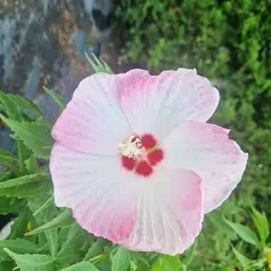 Hbiscus Fujin, fleurs roses et blanches