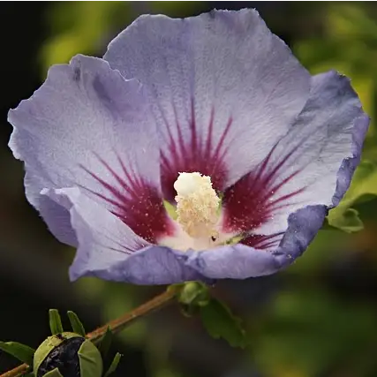 Hibiscus syriacus Marina