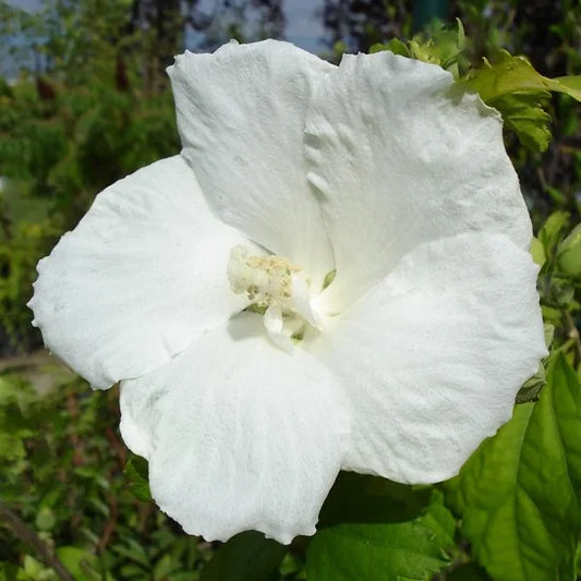 Hibiscus syriacus Eléonore®