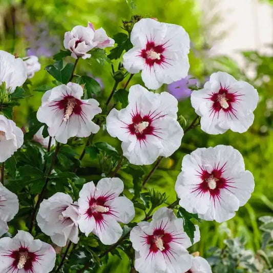 Hibiscus Red heart (Hibiscus syriacus Red heart)