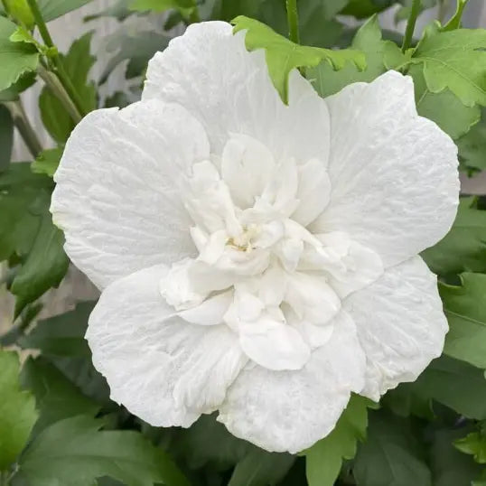 Hibiscus White chiffon® (Hibiscus syriacus White chiffon®)