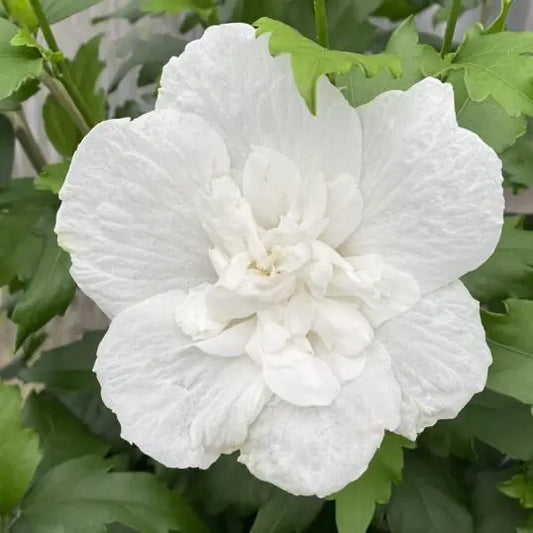 Hibiscus White chiffon® (Hibiscus syriacus White chiffon®)