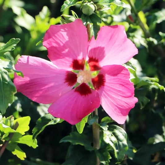 Hiiscus Woodbridge, fleurs roses